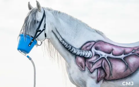 Ein weißes Pferd mit gemalter Lunge und Luftröhre erhält eine Inhalationstherapie über eine blaue Maske.