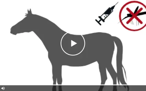 Silhouettenpferd mit Spritze und Mücken-Symbol. Mögliche Ursache für spinale Ataxie beim Pferd.