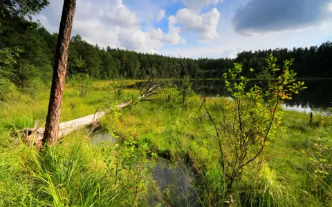 Malowniczy zakątek parków krajobrazowych Warmii i Mazur: dziki brzeg jeziora, powalone drzewo i bujna zieleń.