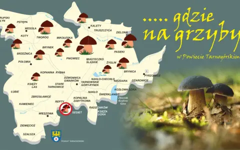Mapa grzybobrania śląskiego w Powiecie Tarnogórskim. Wskazuje najlepsze miejsca na grzyby, z zaznaczonymi lasami i miejscowościami.