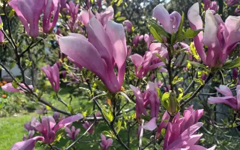 Piękne, różowe kwiaty magnolii rozkwitły, tworząc wiosenny obraz. Widać, kiedy kwitnie magnolia, w pełnej krasie.