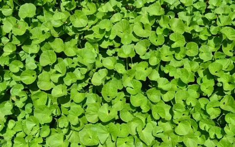 Feuillage dense de centella asiatica, plante aux multiples centella asiatica bienfaits visage pour une peau éclatante.