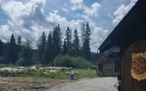 Bacówka na Polanie Biały Potok – prawdziwe oscypki i góralska kultura