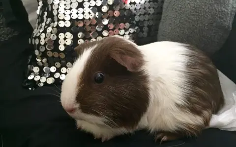Ein süßes us-teddy Meerschweinchen mit braun-weißer Fellzeichnung sitzt auf schwarzem Stoff neben einer glitzernden Kissen.