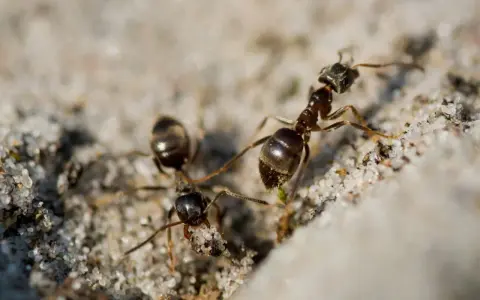 Dwie mrówki na piasku. Szukasz naturalnych sposobów na mrówki? Te pracowite owady mogą być uciążliwe.