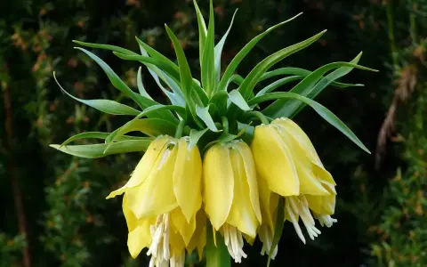 Fritillaire impériale jaune, ses clochettes pendantes et ses feuilles vertes dressées, une couronne florale majestueuse.