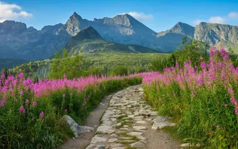 Kamienista ścieżka wśród kwitnących łubinów prowadzi ku majestatycznym Tatrom. Planując podróż, pamiętaj o ubezpieczeniu turystycznym Słowacja.