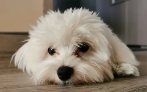 Un adorable bichon maltais au poil blanc et soyeux, le museau posé sur le parquet, regarde avec ses grands yeux noirs.