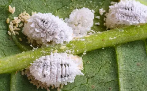 Gros plan d'un insecte blanc cotonneux, un nuisible commun sur une plante verte.