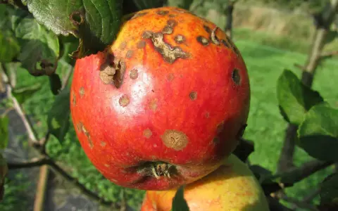 Manzana con manchas, mostrando el uso de tierra de diatomeas como fungicida para proteger la fruta de enfermedades.