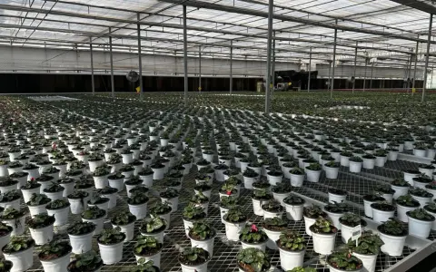 Stora växthus med tusentals krukor med växter, uppradade på hyllor. Ett modernt ebb och flod system ser till att alla plantor får optimal bevattning.