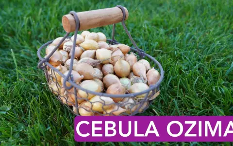 Jak się sadzi cebulę? Sprawdź najlepsze metody i porady na sukces