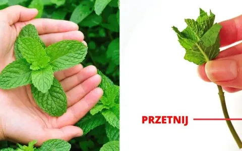 Jak sadzić miętę, aby uniknąć błędów i cieszyć się plonami