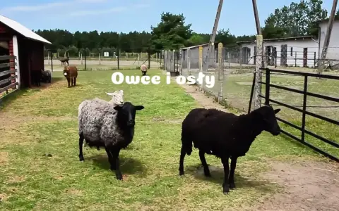 Na farmie strusi Kniewo pasą się owce i osły.
