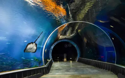 Afrykarium Wrocław: Rekiny, tunel, karmienie planuj wizytę!