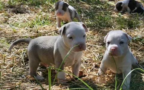 Quatre adorables chiots Staffordshire Bull Terrier explorent l'herbe sèche.