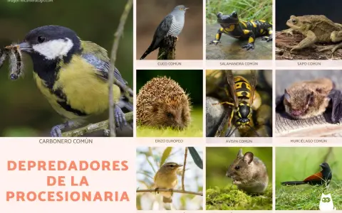 Carbonero común capturando orugas, junto a otros animales como erizo, avispa y murciélago, todos depredadores de la procesionaria.