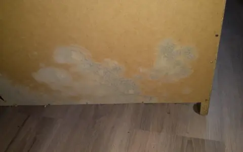 Plamy pleśni w szafie zabudowanej, rozprzestrzeniające się na płycie meblowej.