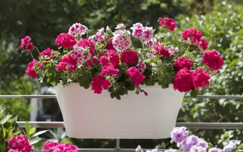 Biała skrzynka pełna kwitnących pelargonii na balkonie. Krwistoczerwone i różowo-białe kwiaty tworzą barwną kompozycję, ciesząc oko w słoneczny dzień.