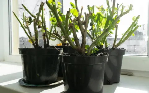 Pelargonie w doniczkach na parapecie, przygotowane do tego, jak przezimować pelargonie. Nowe listki już się pojawiają.