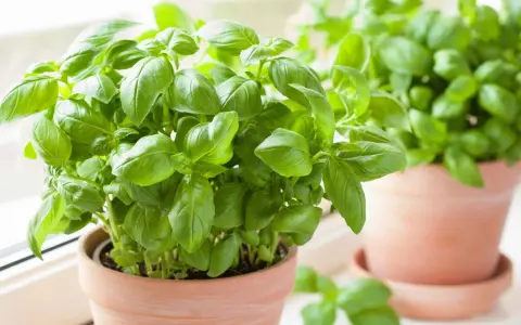 Deux pots de basilic frais sur un rebord de fenêtre. Apprenez comment conserver le basilic pour profiter de son arôme toute l'année.