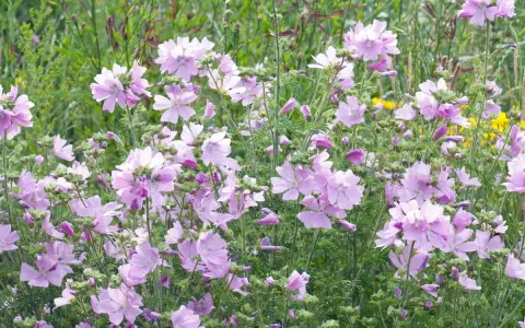 Ein Feld voller zarter, hellrosa Blüten der Moschus-Malve.