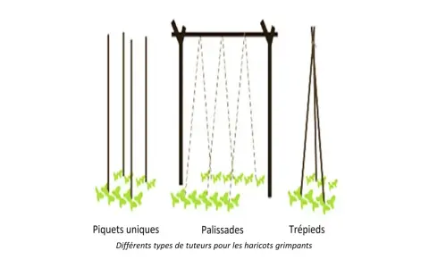 Trois méthodes de tuteur haricot vert grimpant : piquets, palissades et trépieds.