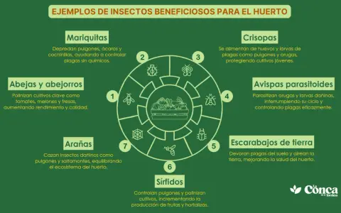 Diagrama de insectos beneficiosos para el huerto: mariquitas, abejas, arañas, sírfidos, crisopas, avispas parasitoides y escarabajos de tierra.