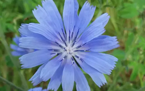 Eine blaue Wegwarte-Blüte mit gezackten Blütenblättern und dunklem Zentrum. Ihre Wurzel ist bekannt für ihre gesundheitlichen Vorteile.