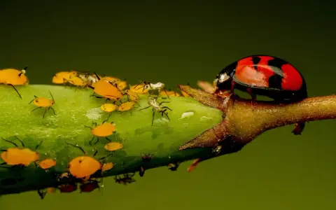 Coccinella rossa e nera su un ramo verde, circondata da afidi gialli e un insetto bianco peloso.