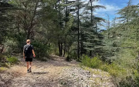 Un randonneur solitaire explore un sentier rocailleux au cœur d'une forêt de cèdres, une belle randonnée dans le Luberon.
