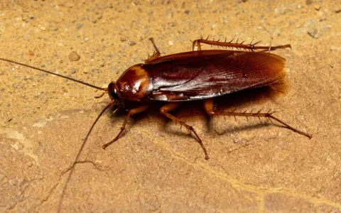 Una cucaracha común, con sus antenas largas y patas espinosas, se arrastra sobre una superficie rocosa de color ocre.