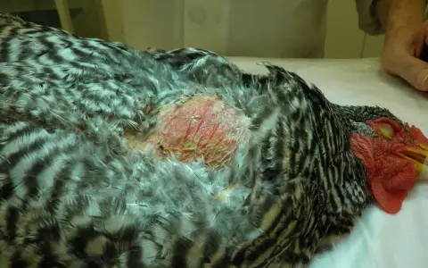 Gallina con gozzo infiammato, piume grigie e bianche, testa rossa.