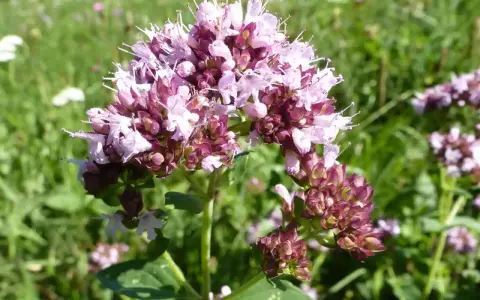 Ein Blütenstand von wildem Dost mit zarten rosa und lila Blüten vor einer grünen Wiese.