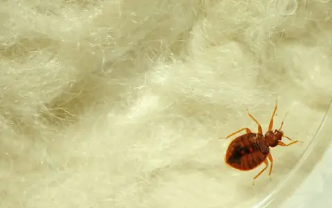 Un insecto, una chinche, se arrastra sobre material blanco y esponjoso. Si tienes chinches, esto es lo que hacer.