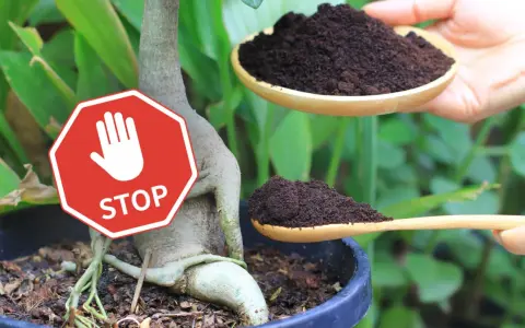 Stop! Fusy z kawy nie są dobre dla wszystkich roślin. Uważaj, zanim dodasz je do ziemi.