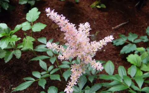 En fluffig, ljusrosa astilbe i kruka blommar vackert bland gröna blad och mörk jord.