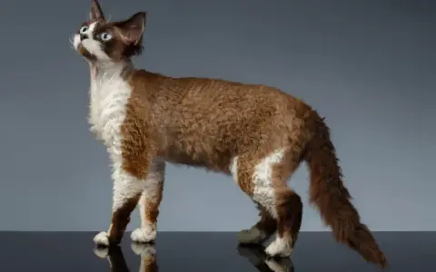 Czarny Devon Rex - unikalne cechy, pielęgnacja i historia rasy