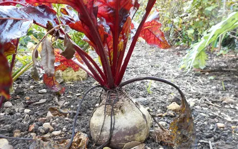 Betterave rouge avec ses feuilles rouges et son bulbe dans la terre.