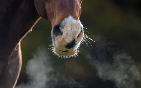 Gros plan sur le museau d'un cheval. De la vapeur s'échappe de ses narines, comme si ce cheval transpirait sans rien faire, peut-être à cause du froid.