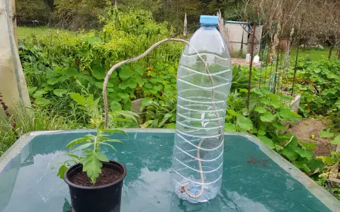 Système d'arrosage par capillarité avec une ficelle reliant une bouteille d'eau à un plant de tomate.