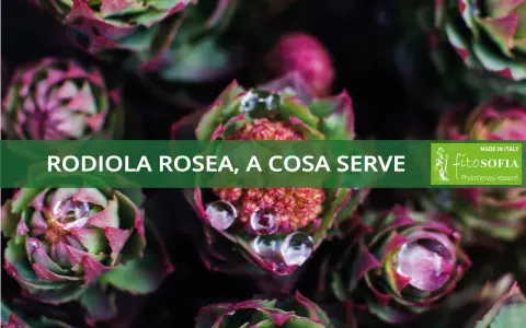 Rodiola rosea, a cosa serve? Scopri i benefici di questa pianta adattogena con gocce d'acqua sulle foglie.