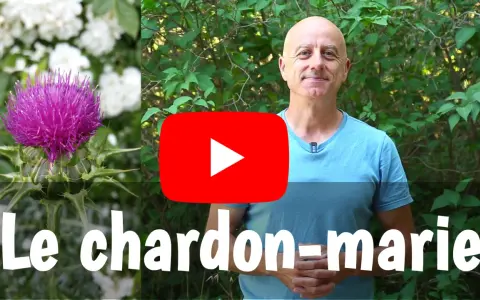 Un homme souriant devant un chardon-marie et des fleurs blanches. Le titre "Le chardon-marie" est affiché.