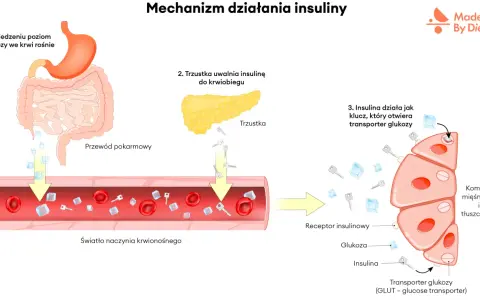 Po jedzeniu rośnie cukier we krwi. Insulina, jak klucz, otwiera transporter glukozy w komórkach.