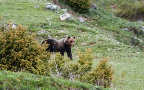 Un orso marsicano abruzzo passeggia su un prato verde tra arbusti.