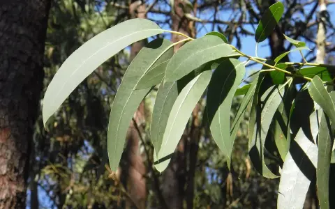 Feuilles d'eucalyptus radié, source de l'huile essentielle aux multiples vertus.