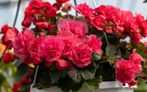 Kaskada różowych i czerwonych kwiatów begonia. Piękna begonia uprawa w wiszącej donicy, pełna życia i koloru.