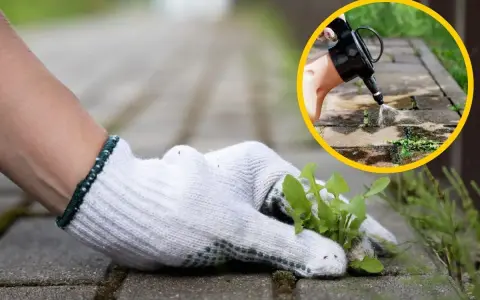 Rękawiczka usuwa chwasty z kostki brukowej. W kółku widać opryskiwacz, pokazujący domowe sposoby na chwasty.