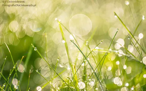 Rozmyte tło: bokeh jak pro. Smartfonem i aparatem? Sprawdź!