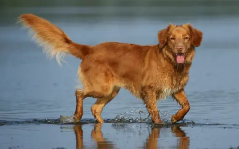 Radosny retriever z Nowej Szkocji pluska w wodzie, machając puszystym ogonem.